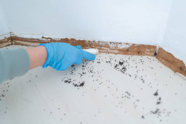 Best Cockroach Control Services  in Galatia, IL